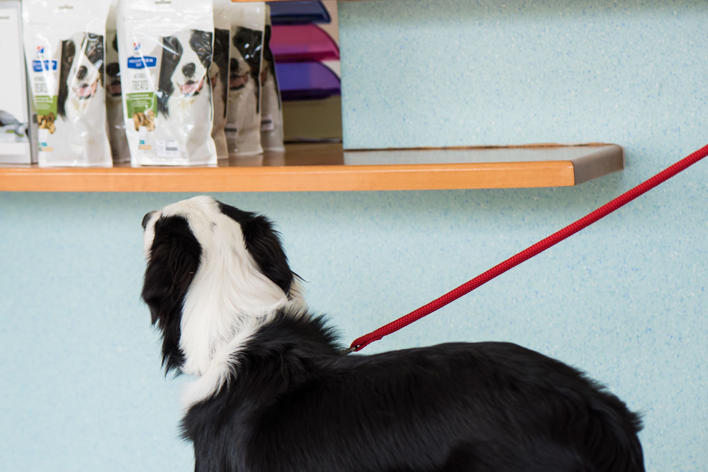 photographie Daniel Michelon