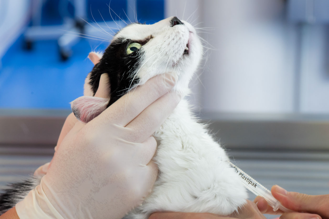 photographie Daniel Michelon