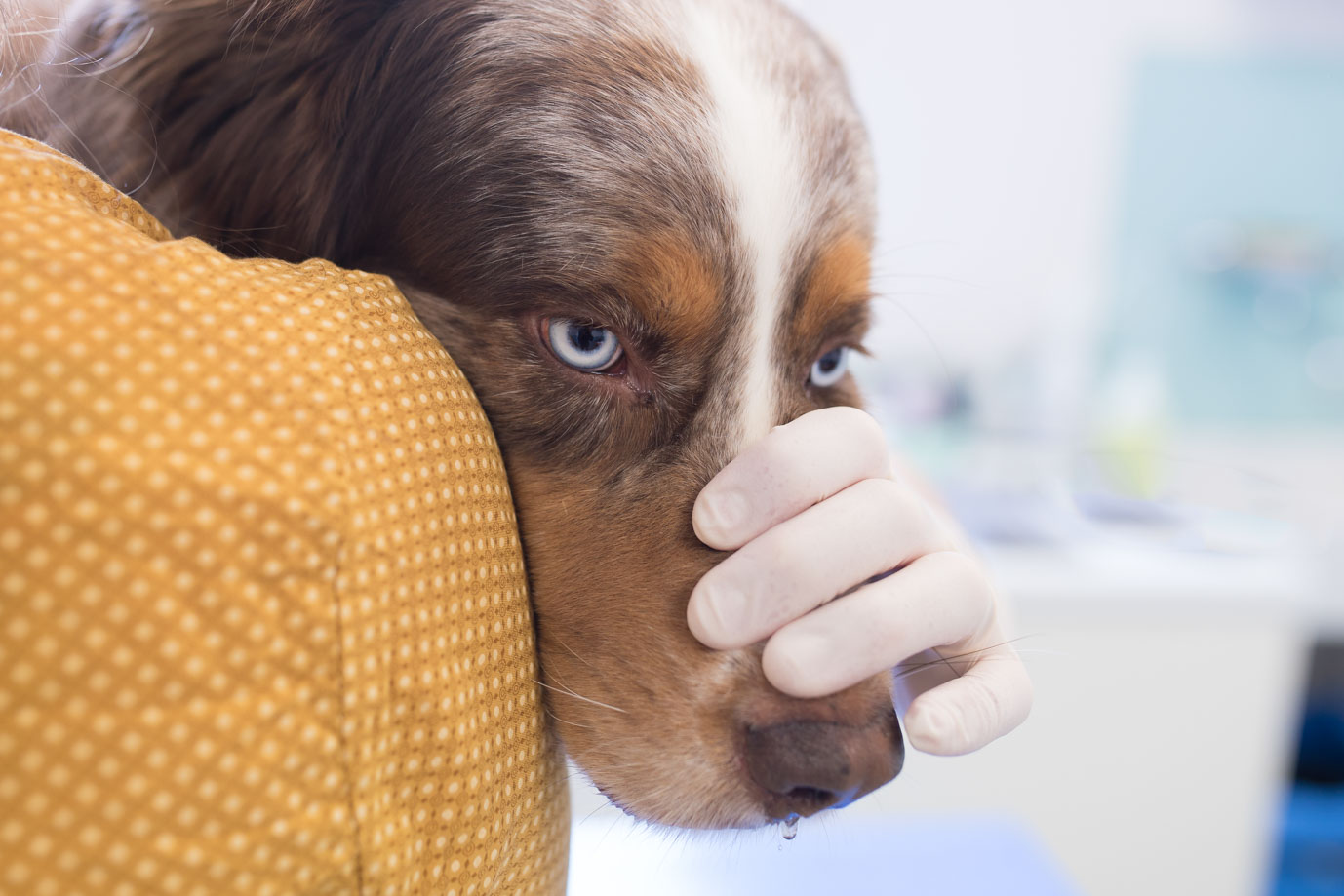 photographie Daniel Michelon