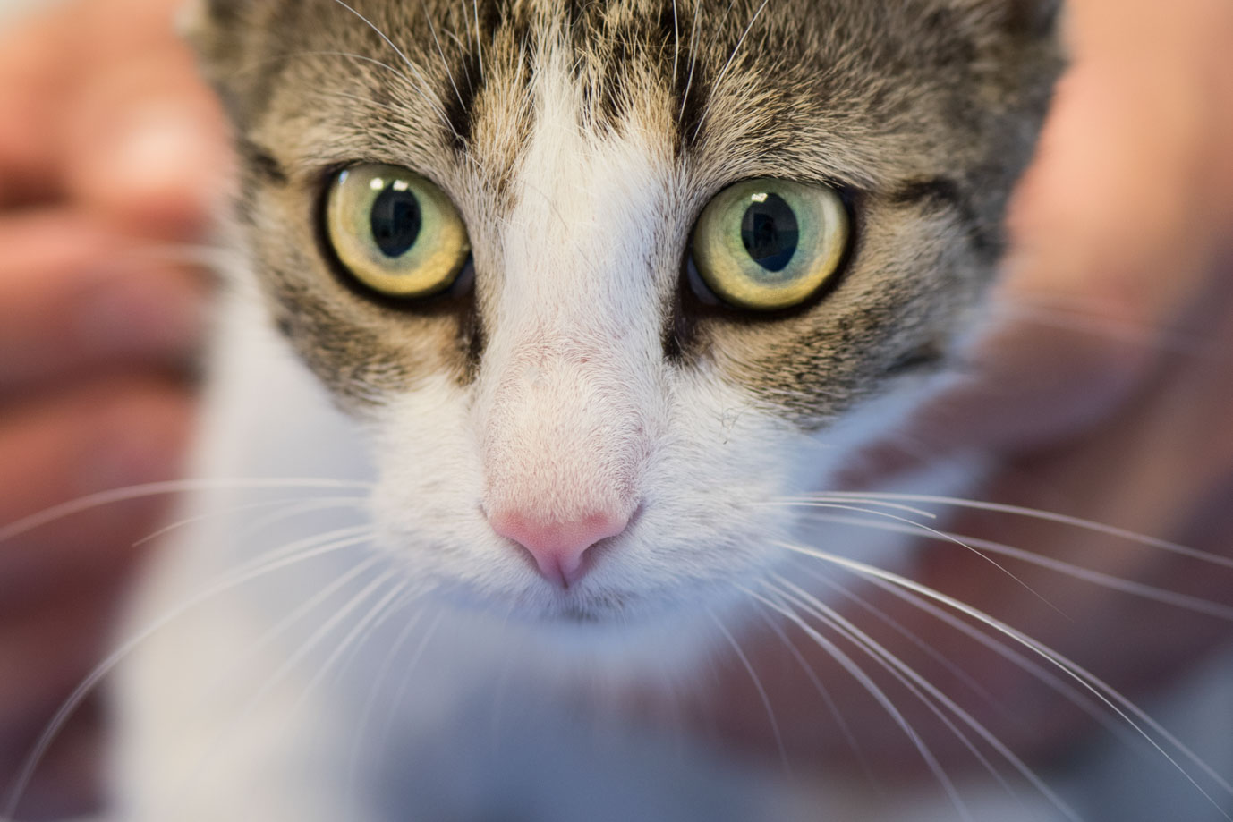 photographie Daniel Michelon