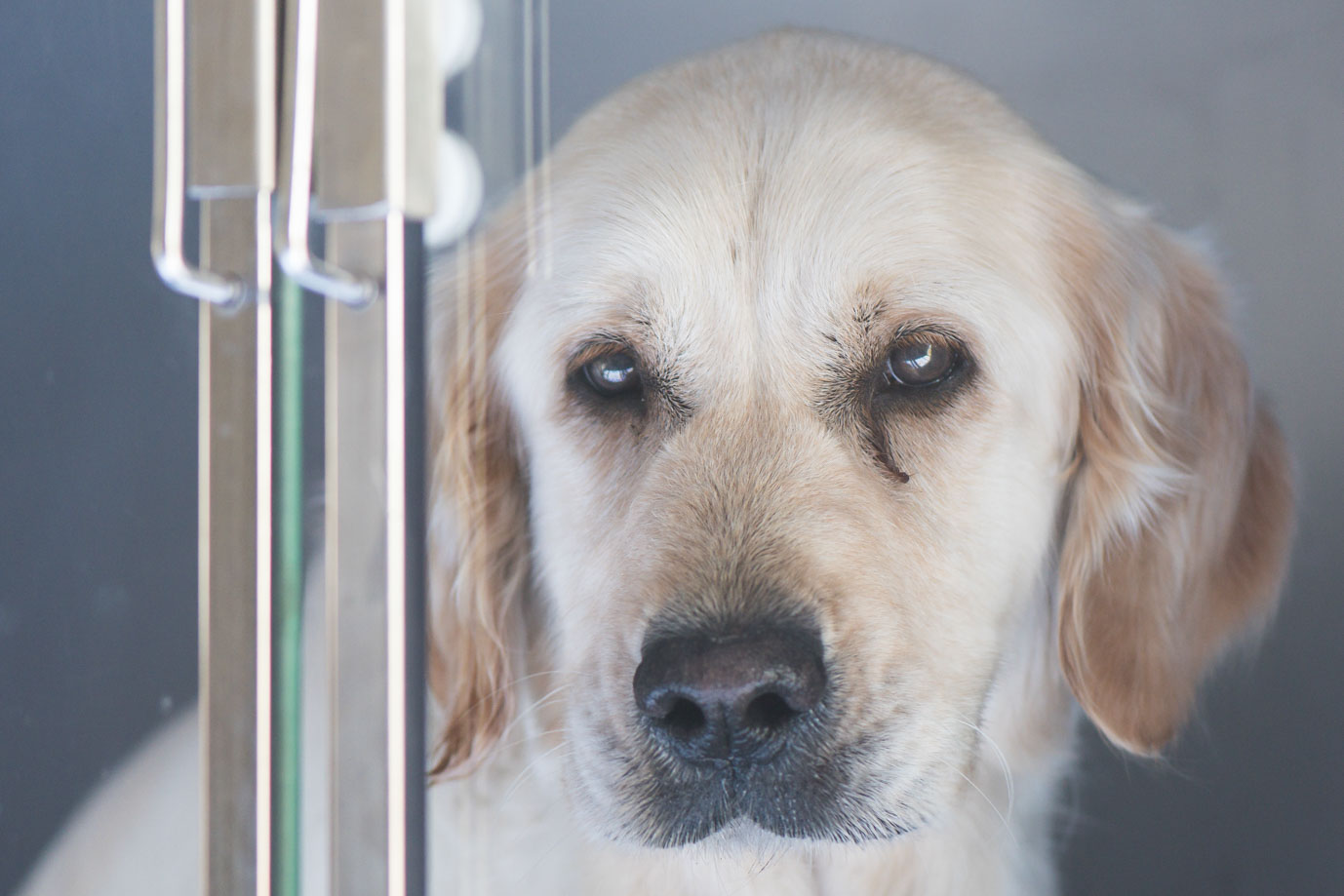 photographie Daniel Michelon