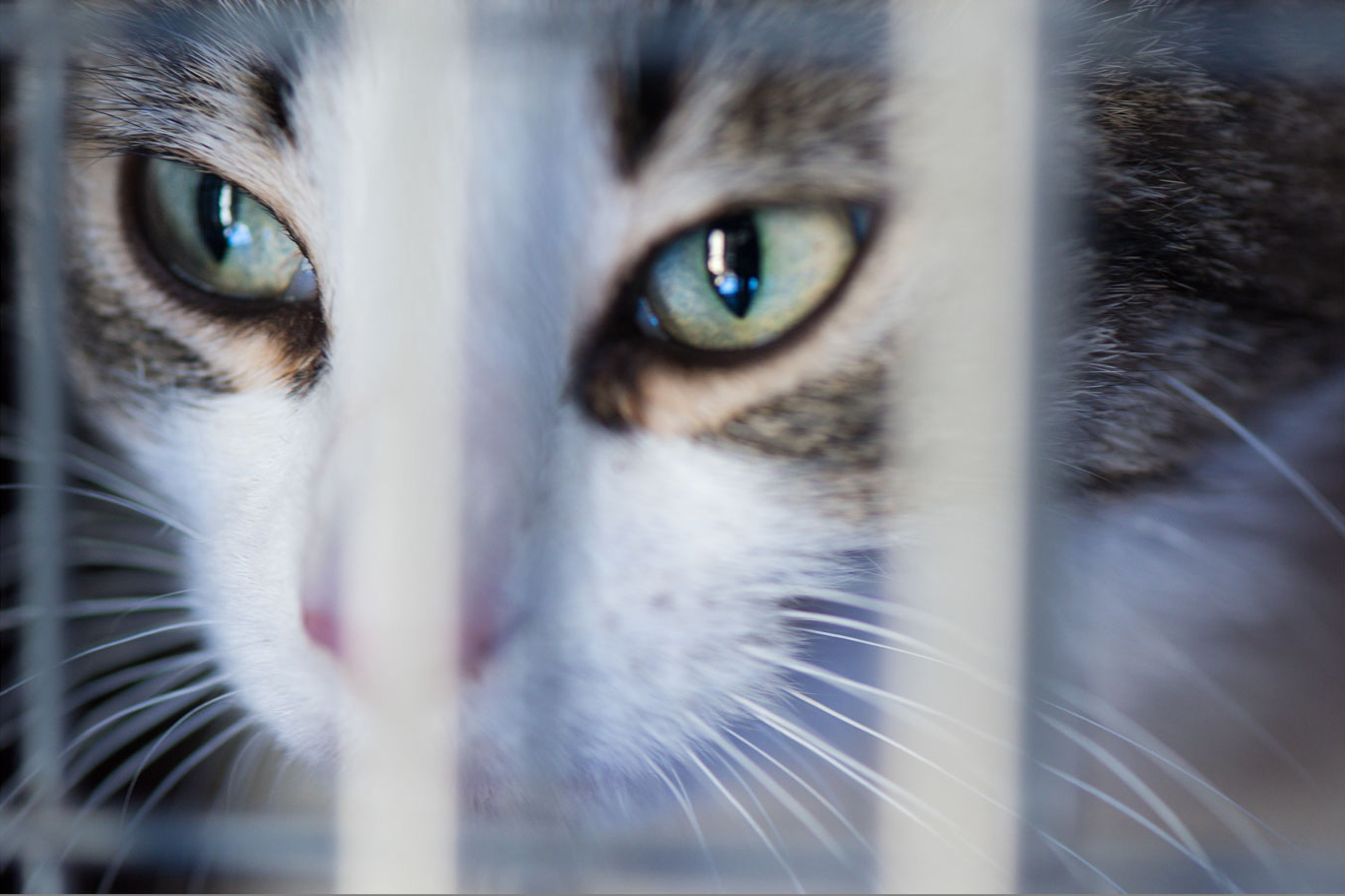 photographie Daniel Michelon