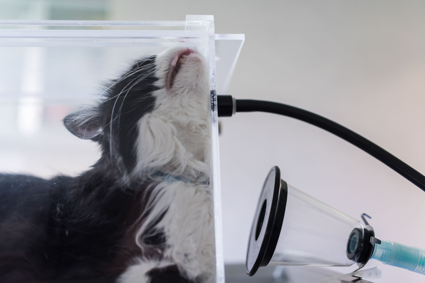 photographie Daniel Michelon