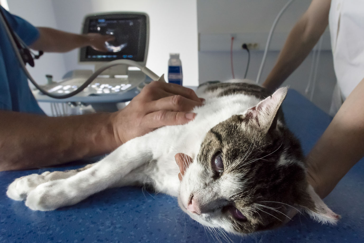 photographie Daniel Michelon