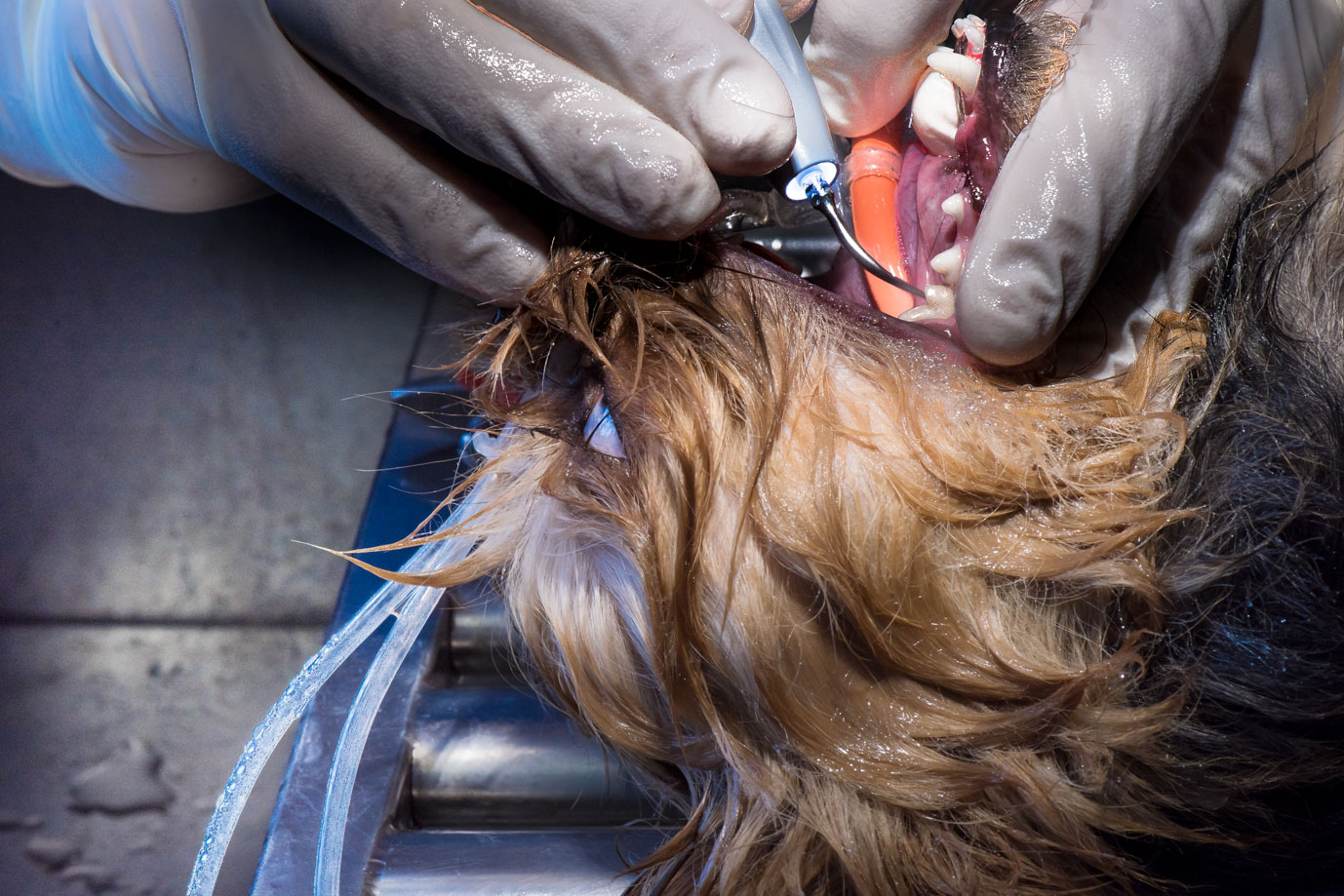 photographie Daniel Michelon