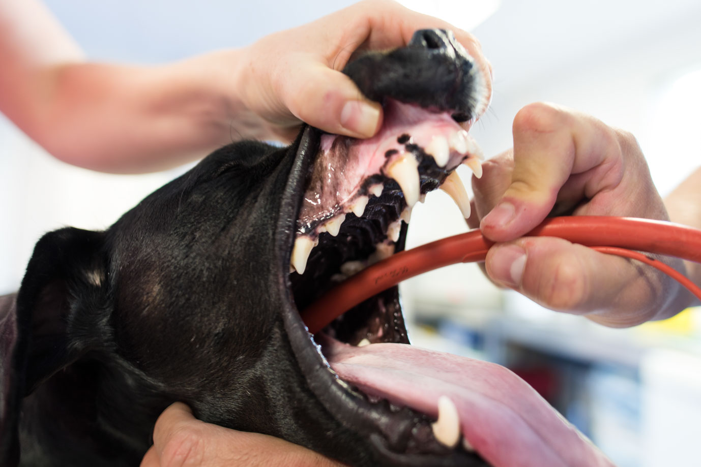 photographie Daniel Michelon