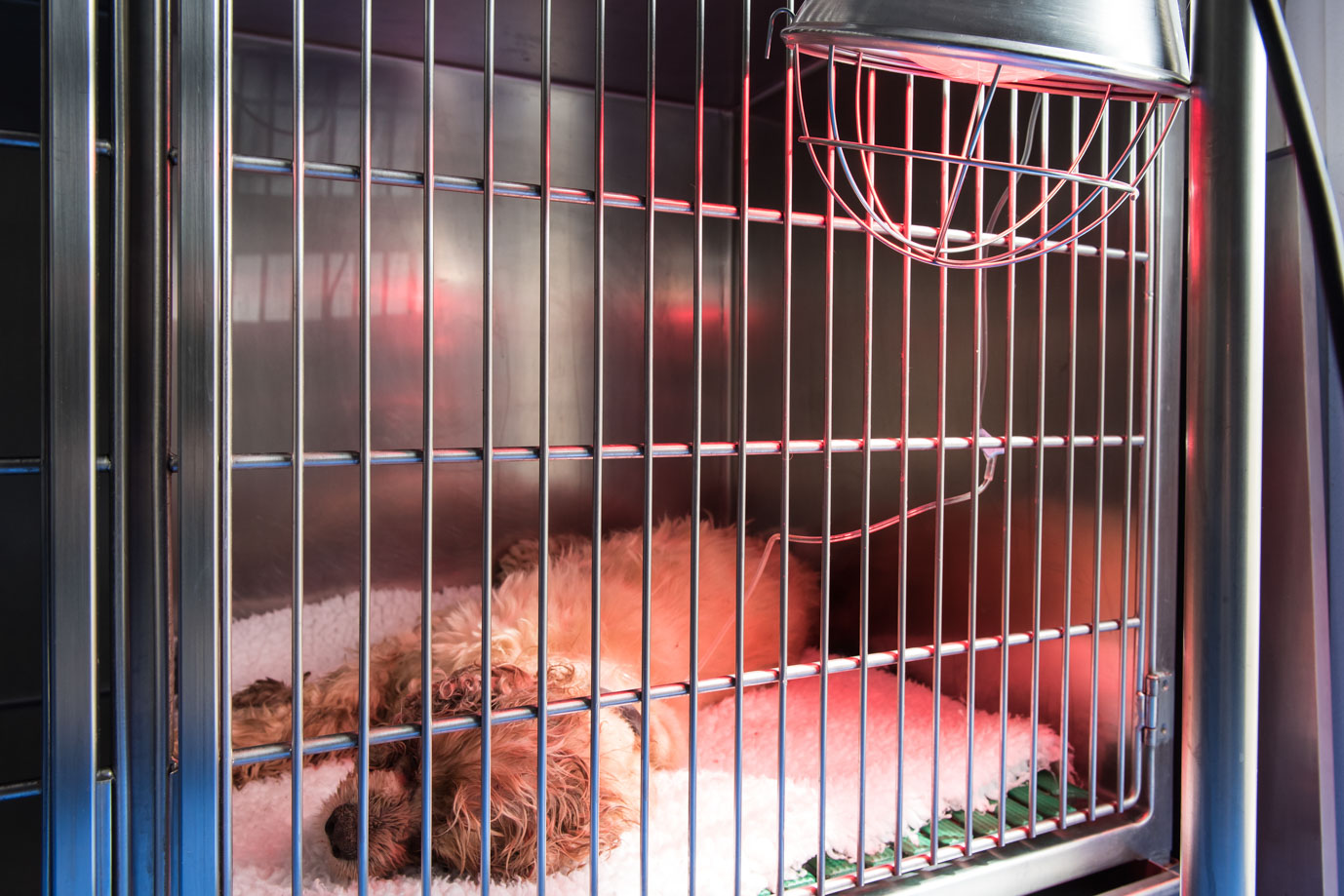 photographie Daniel Michelon