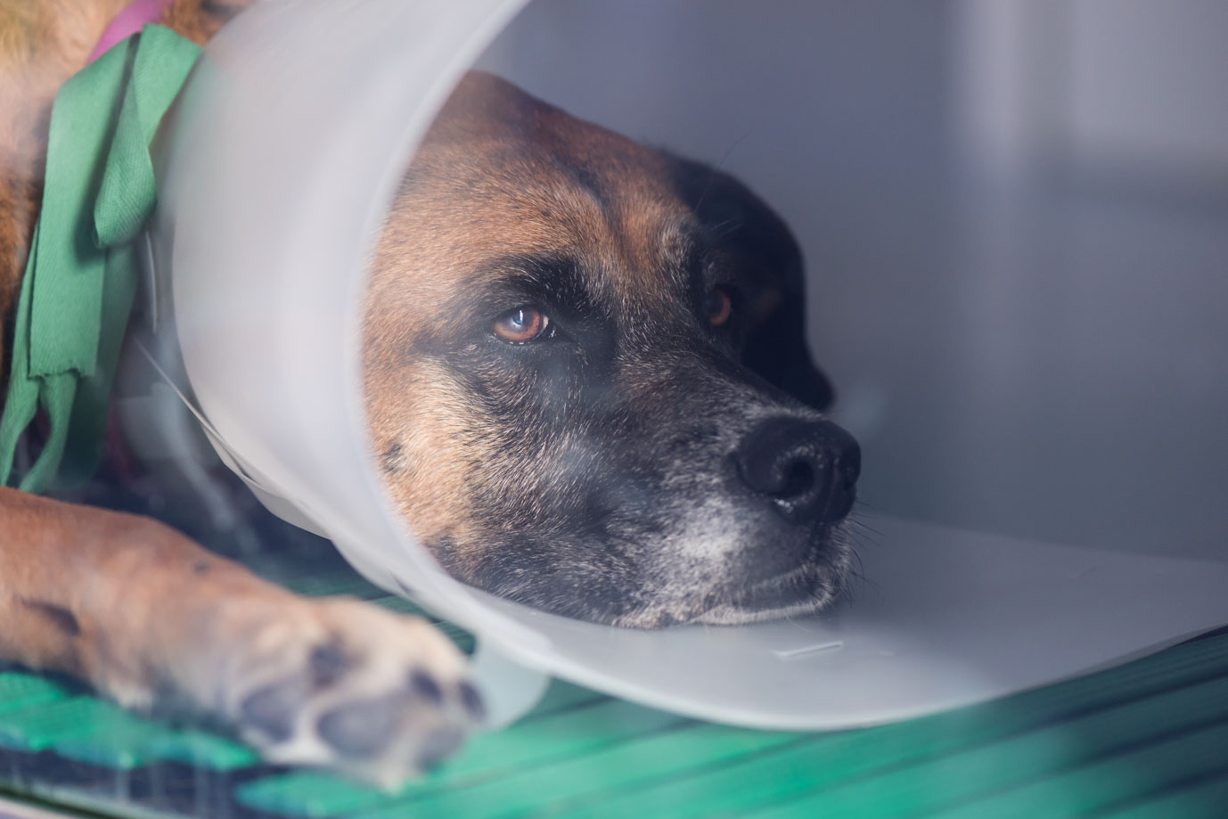 photographie Daniel Michelon