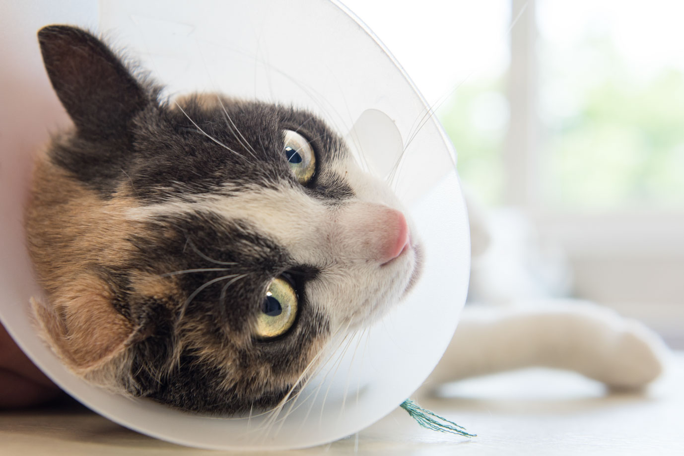 photographie Daniel Michelon