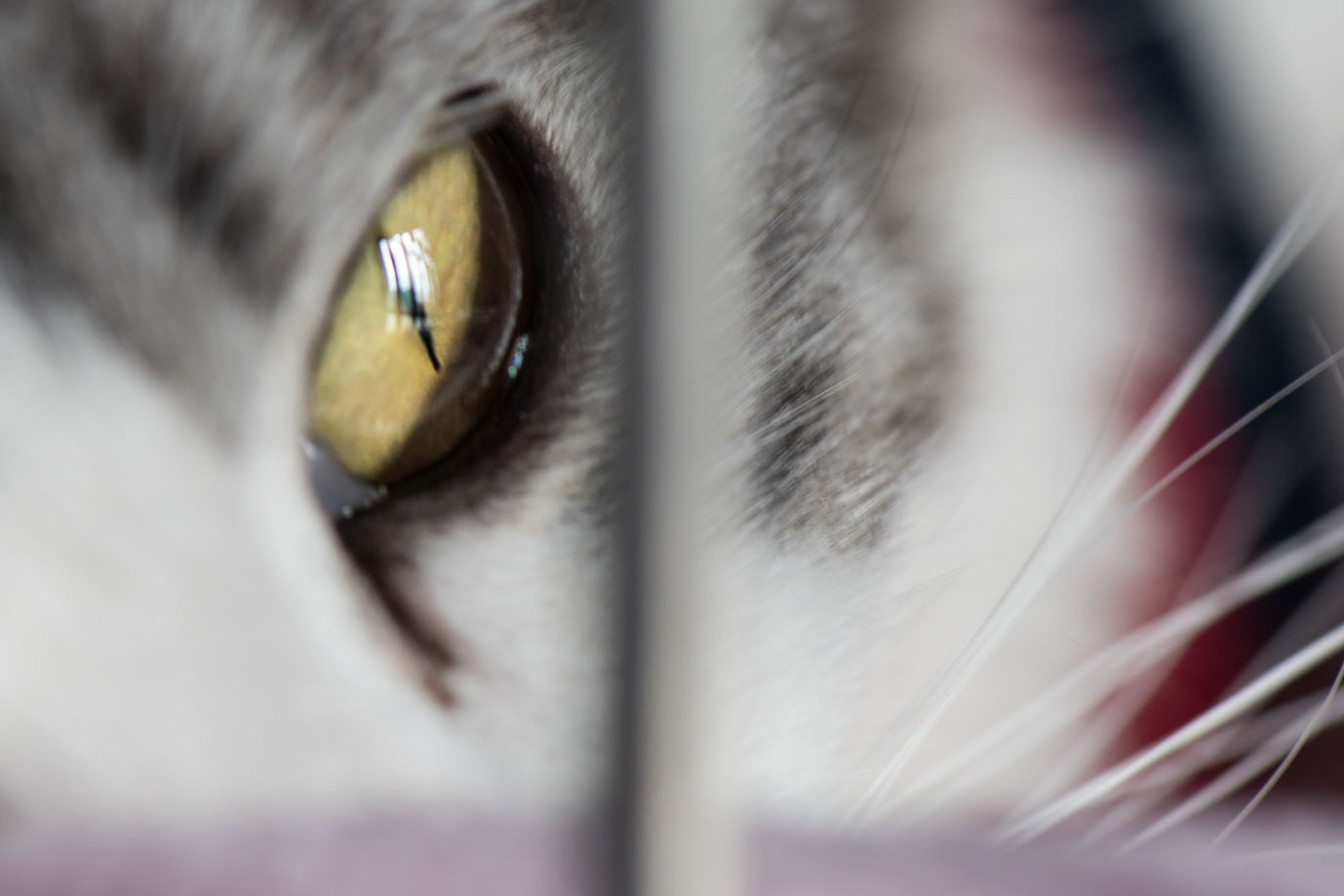 photographie Daniel Michelon