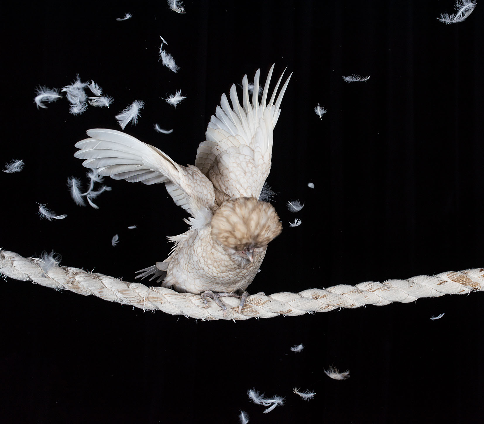 Diane Dugard photo Daniel Michelon