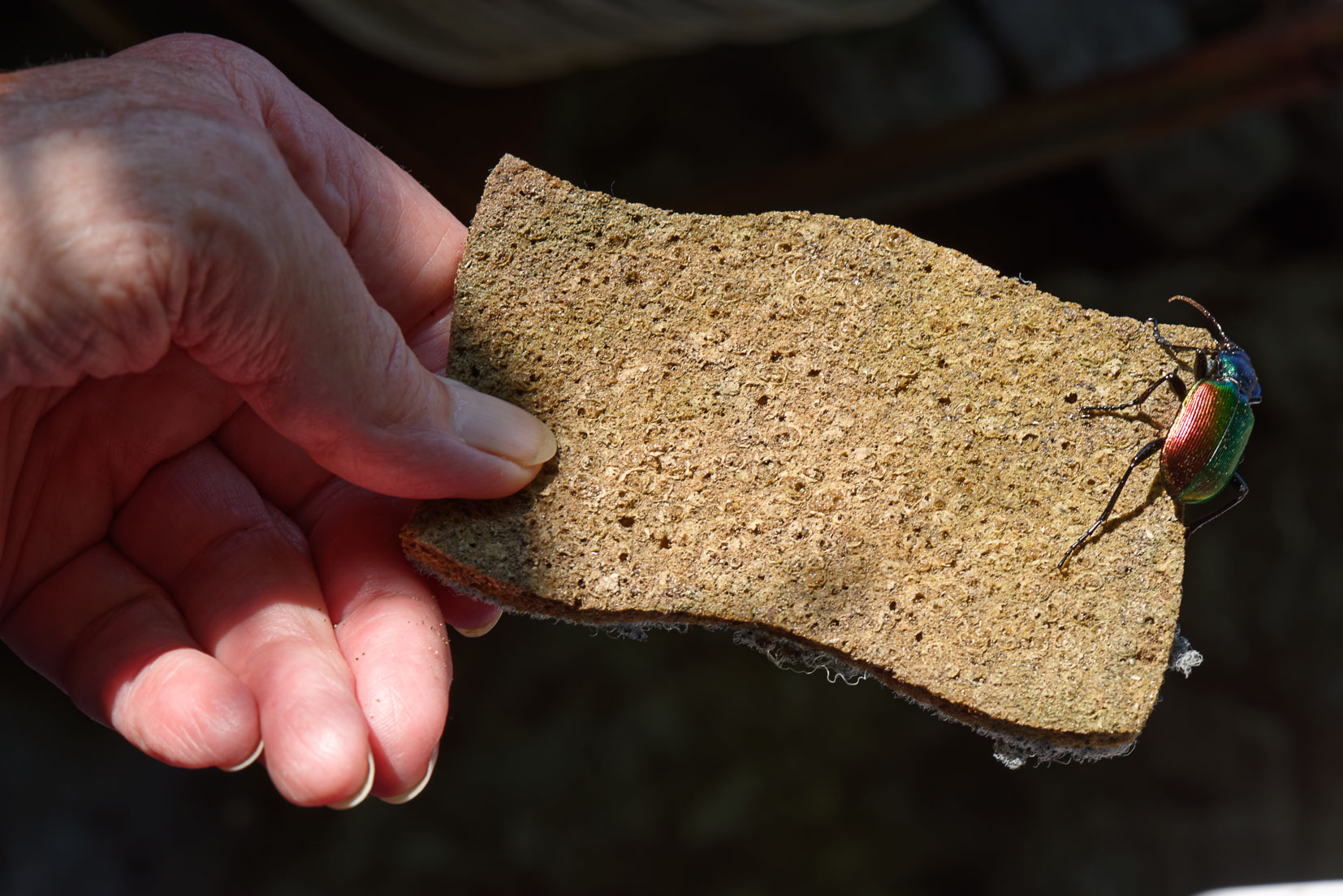 photographie Daniel Michelon